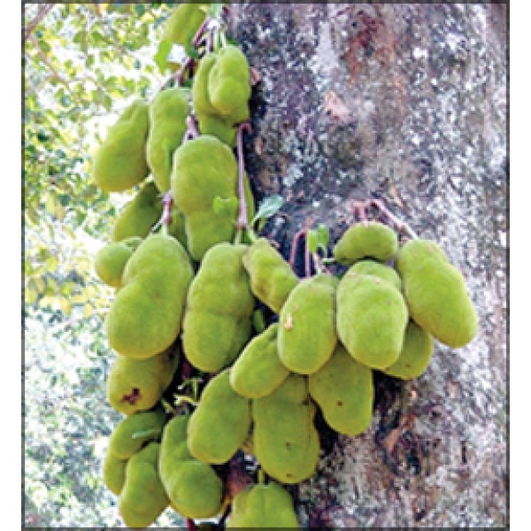 Artocarpus Integrifolia - Seeds (1kg)